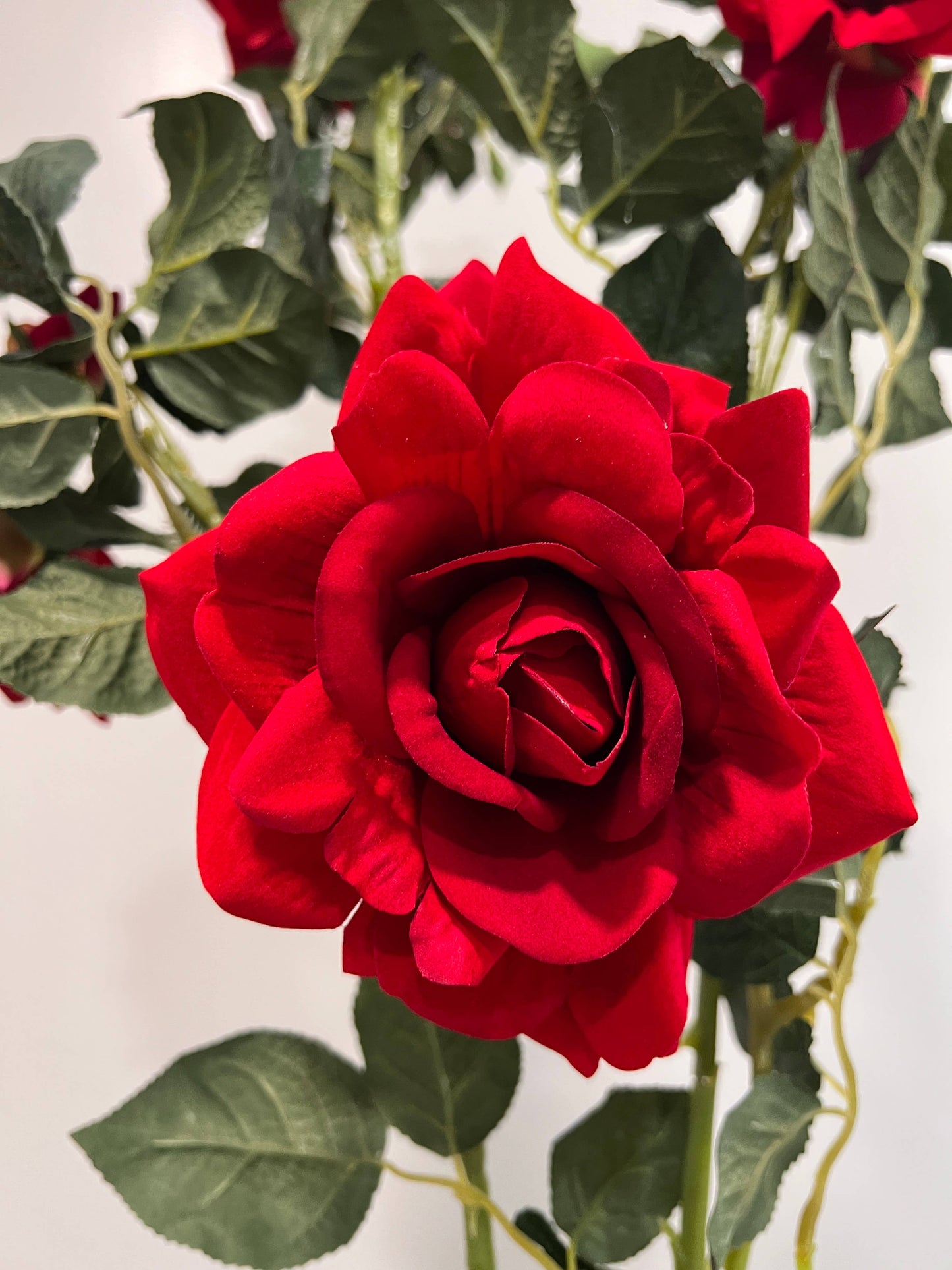 32"-Large Bloom Elegant Rose Stem-2 Flowers 1 Bud